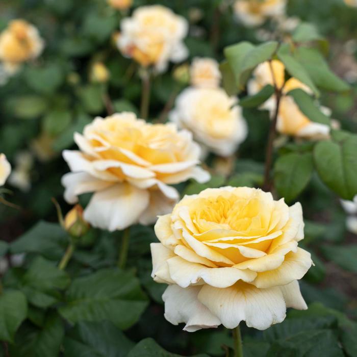Romantica&reg; 'Moonlight' Hybrid Tea Rose - Rosa from Milmont Greenhouses