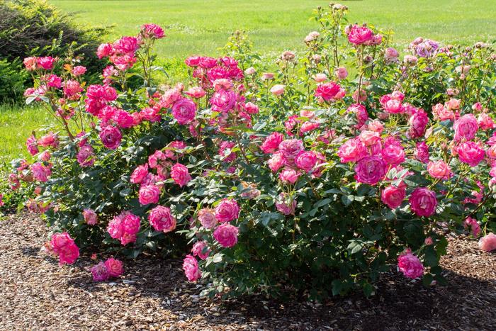 'Peppermint Pop™' Rose - Rosa from Milmont Greenhouses 'Peppermint Pop™' Rose - Rosa from Milmont Greenhouses