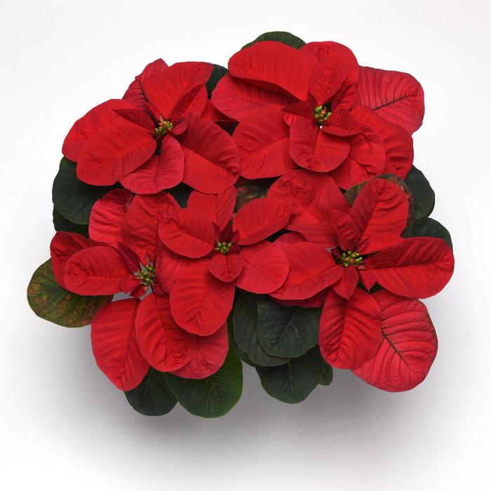Christmas Mouse® 'Red' - Euphorbia pulcherrima (Poinsettia) from Milmont Greenhouses