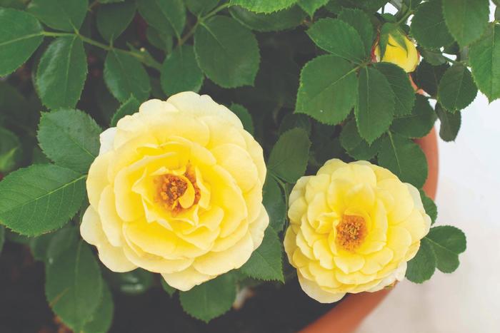 Sunblaze&reg; Lemon - Rosa (Rose) from Milmont Greenhouses
