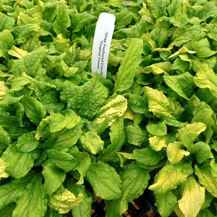 Golden Glow Bugleweed - Ajuga reptans 'Golden Glow' (Bugleweed) from Milmont Greenhouses