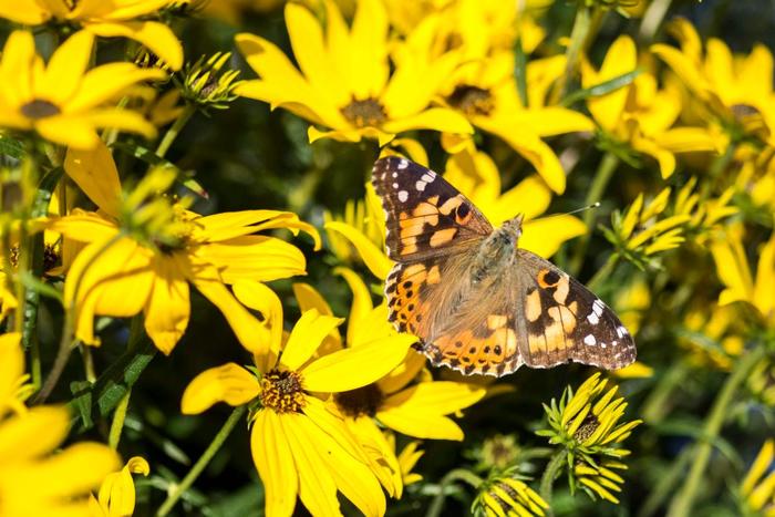 'Autumn Gold' Willowleaf Sunflower - Helianthus salicifolius from Milmont Greenhouses