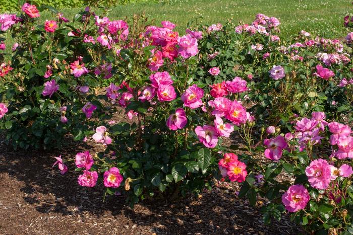 'Shining Moment™' Rose - Rosa from Milmont Greenhouses 'Shining Moment™' Rose - Rosa from Milmont Greenhouses