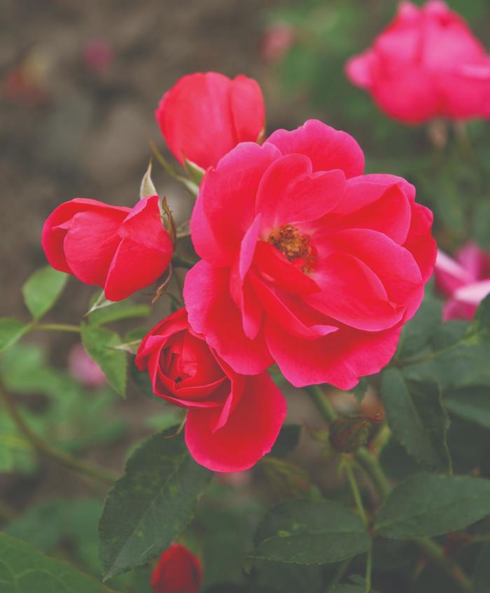 Kolorscape™ 'Flamingo™' - Rosa (Rose) from Milmont Greenhouses