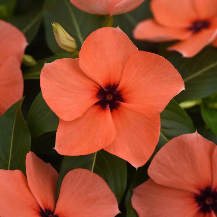 Tattoo&trade; Orange - Catharanthus roseus (Vinca, Madagascar Periwinkle) from Milmont Greenhouses