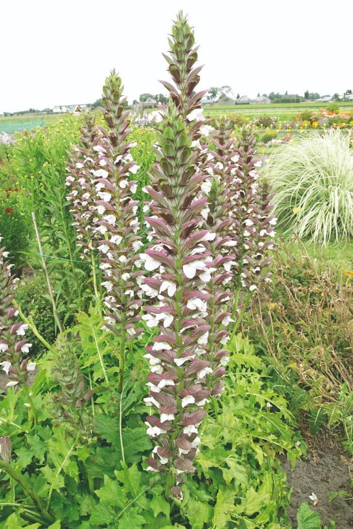 'Morning Candle' Bear's Breeches - Acanthus spinosus x mollis from Milmont Greenhouses