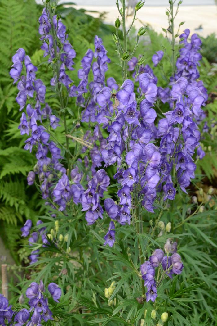 Monkshood - Aconitum fischeri from Milmont Greenhouses