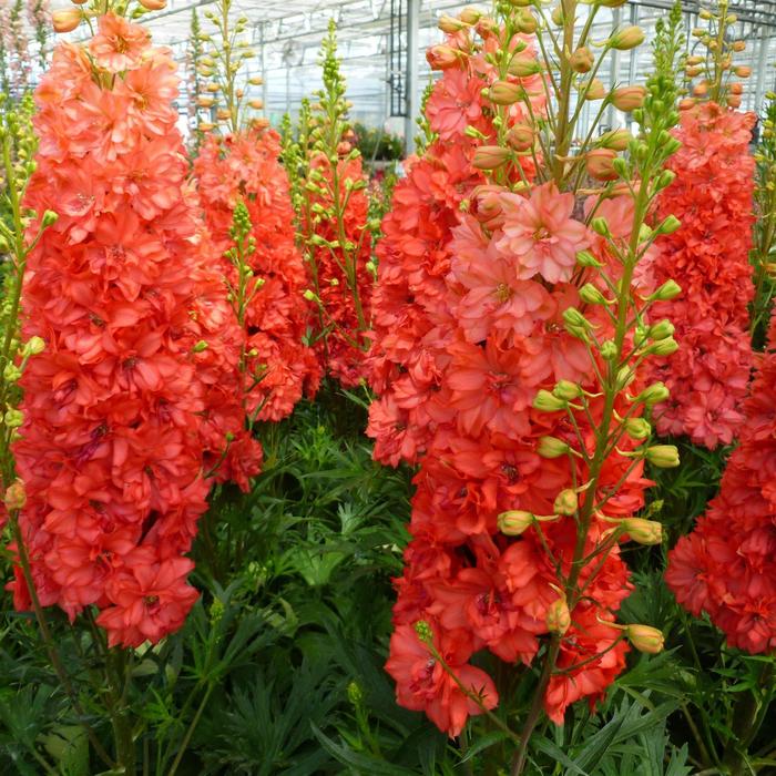 'Red Lark' - Delphinium from Milmont Greenhouses