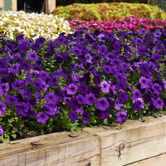 E3 Easy Wave&reg; 'Blue' - Petunia from Milmont Greenhouses