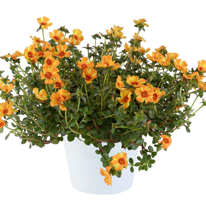 Mega Pazzaz&trade; 'Mango Twist' - Portulaca oleracea from Milmont Greenhouses