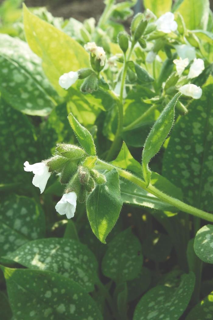 Sissinghurst White Lungwort - Pulmonaria officinalis 'Sissinghurst White' (Lungwort) from Milmont Greenhouses