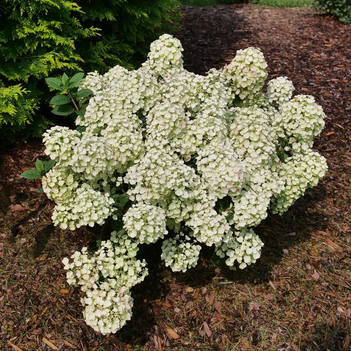 Tiny Quick Fire® Panicle Hydrangea - Hydrangea paniculata from Milmont Greenhouses Tiny Quick Fire® Panicle Hydrangea - Hydrangea paniculata from Milmont Greenhouses