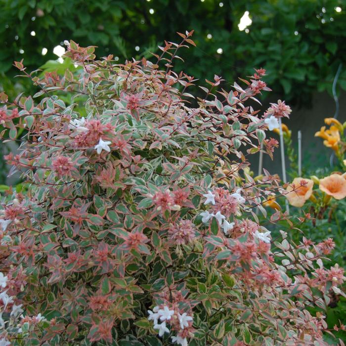 Tres Amigos® - Abelia x grandiflora from Milmont Greenhouses