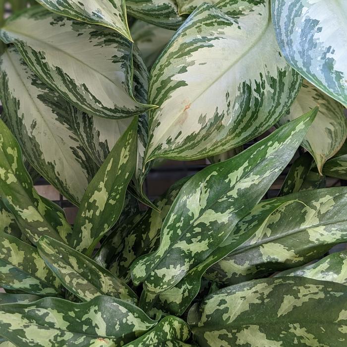 Assorted Chinese Evergreen - Aglaonema from Milmont Greenhouses