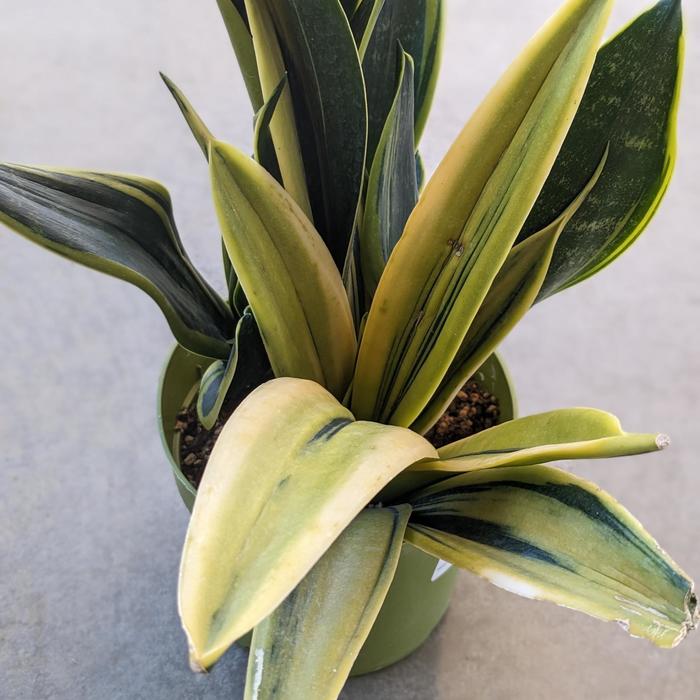 'Gold Flame' Snake Plant - Sansevieria trifasciata from Milmont Greenhouses