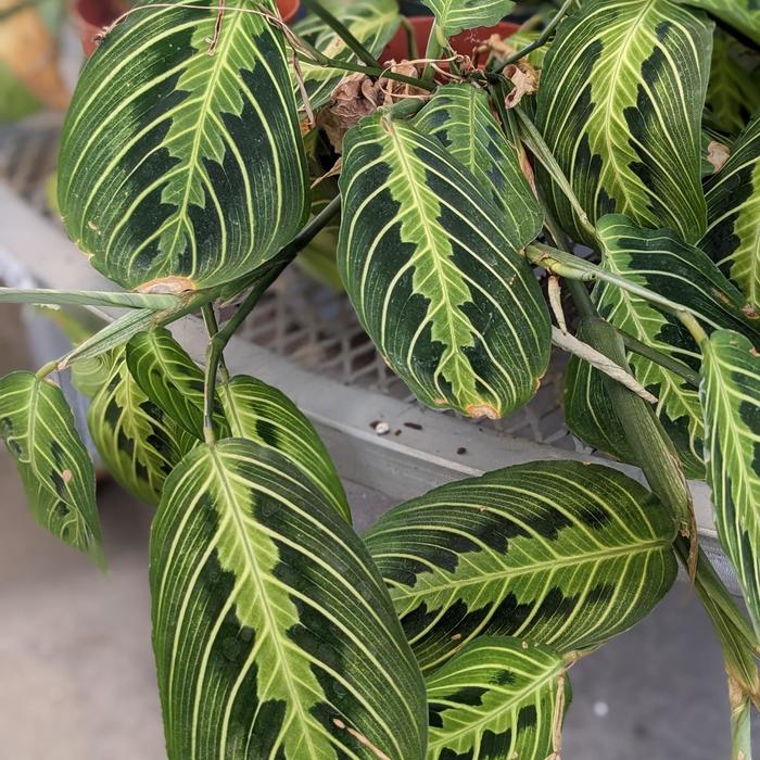 'Lemon Lime' Prayer Plant - Maranta leuconeura from Milmont Greenhouses 'Lemon Lime' Prayer Plant - Maranta leuconeura from Milmont Greenhouses