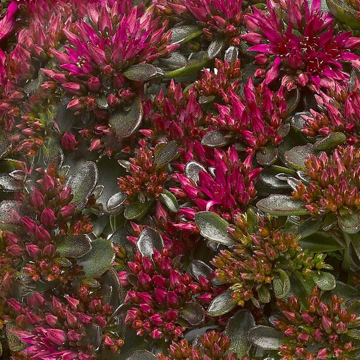 Spot On&trade; 'Deep Rose' - Sedum spurium (Stonecrop) from Milmont Greenhouses