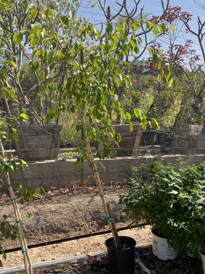 Weeping Fig - Ficus benjamina from Milmont Greenhouses Weeping Fig - Ficus benjamina from Milmont Greenhouses