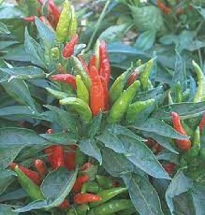'Giant Thai' Hot Pepper - Capsicum annuum from Milmont Greenhouses