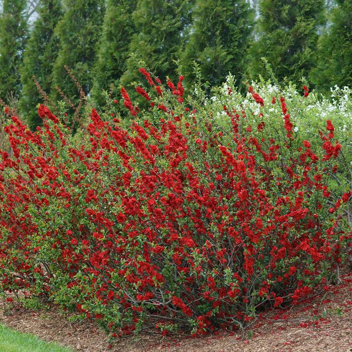 Double Take® 'Scarlet' - Chaenomeles speciosa (Quince) from Milmont Greenhouses Double Take® 'Scarlet' - Chaenomeles speciosa (Quince) from Milmont Greenhouses