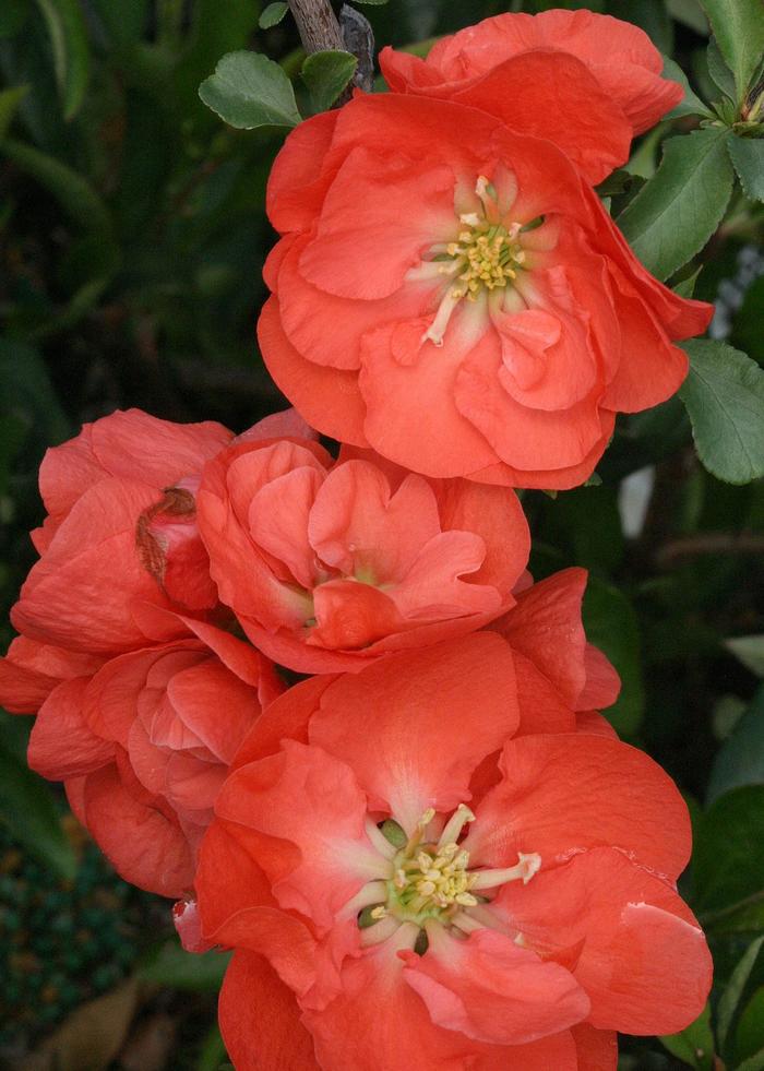 Double Take® 'Orange' - Chaenomeles speciosa (Quince) from Milmont Greenhouses Double Take® 'Orange' - Chaenomeles speciosa (Quince) from Milmont Greenhouses