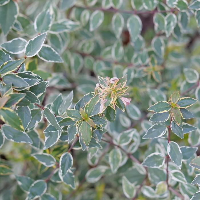 Mucho Gusto® - Abelia x grandiflora from Milmont Greenhouses