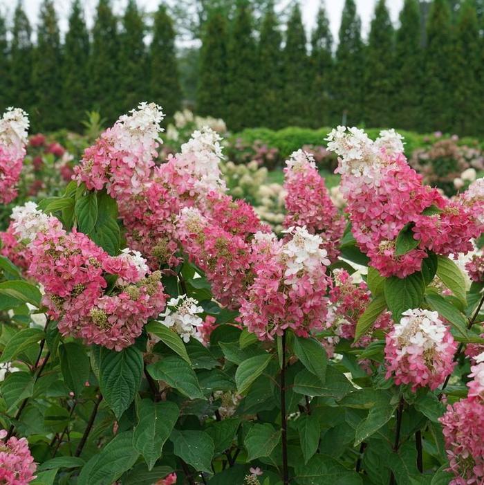 Pinky Winky Prime® Panicle Hydrangea - Hydrangea paniculata from Milmont Greenhouses