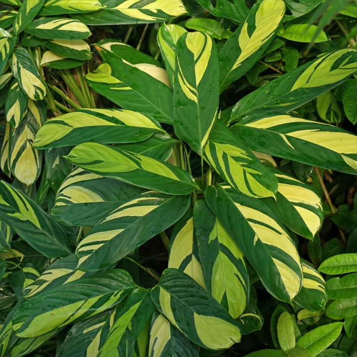 'Golden Mosaic' Never Never Plant - Ctenanthe lubbersiana from Milmont Greenhouses 'Golden Mosaic' Never Never Plant - Ctenanthe lubbersiana from Milmont Greenhouses
