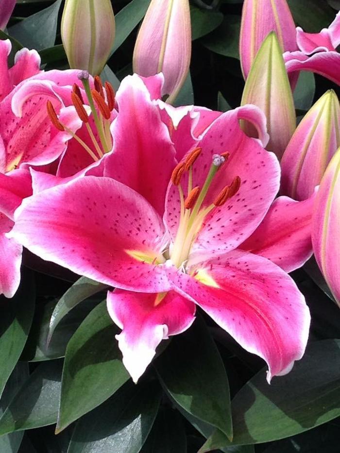 'After Eight' Oriental Lily - Lilium from Milmont Greenhouses