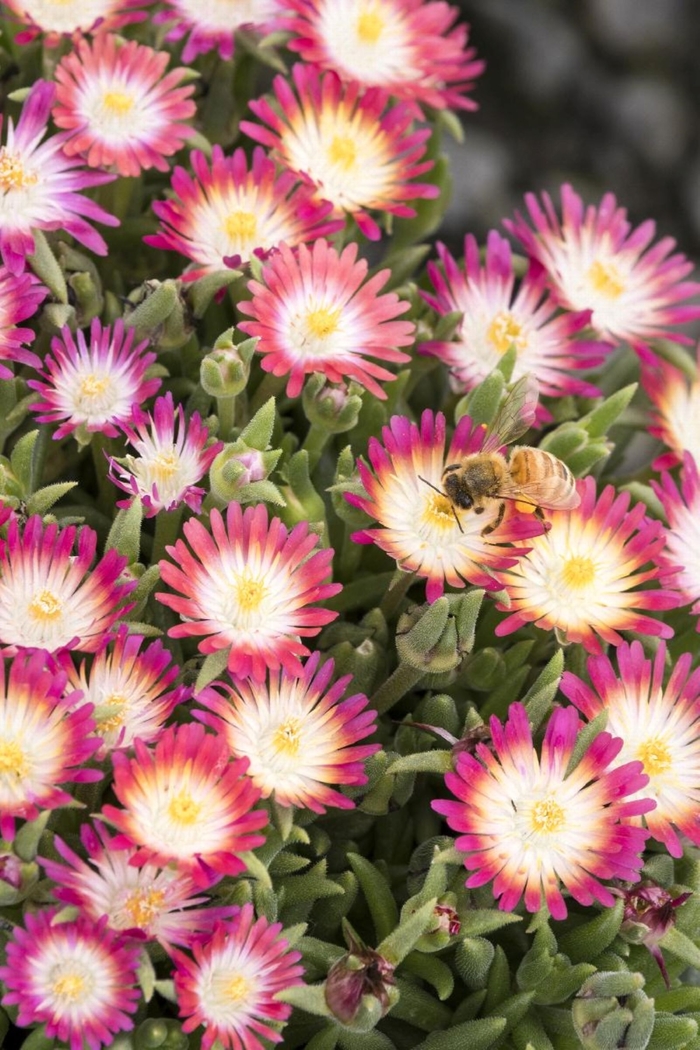 Jewel of Desert Ruby - Delosperma 'Ruby' PP23453 (Ice Plant) from Milmont Greenhouses Jewel of Desert Ruby - Delosperma 'Ruby' PP23453 (Ice Plant) from Milmont Greenhouses