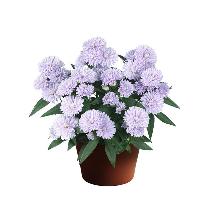 Showmakers® Lilac Sunset - Aster novi-belgii from Milmont Greenhouses