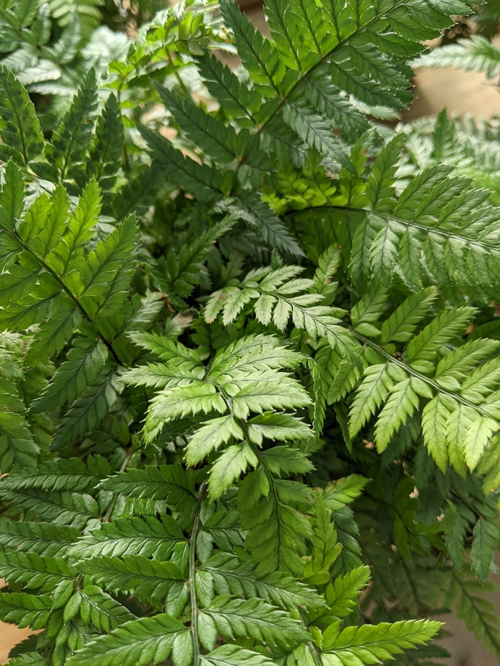 Korean Rock Fern - Polystichum tsus-simense from Milmont Greenhouses