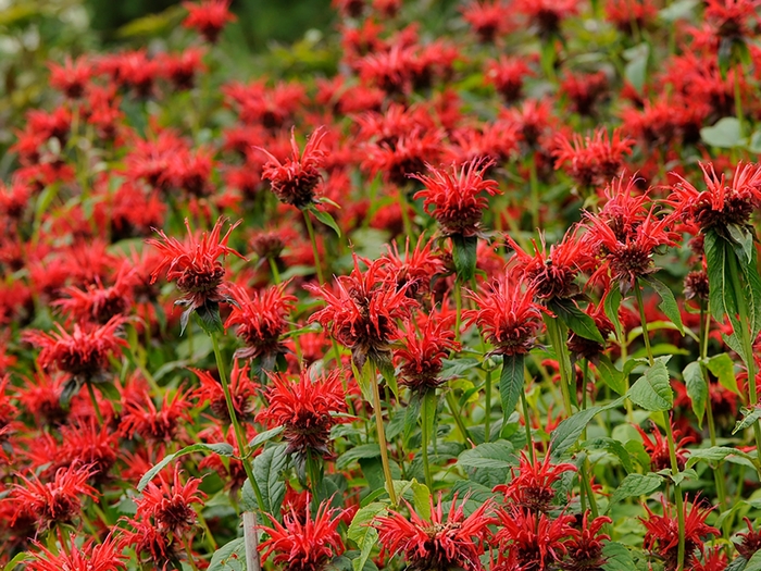 Jacob Cline Beebalm - Monarda 'Jacob Cline' (Beebalm) from Milmont Greenhouses Jacob Cline Beebalm - Monarda 'Jacob Cline' (Beebalm) from Milmont Greenhouses