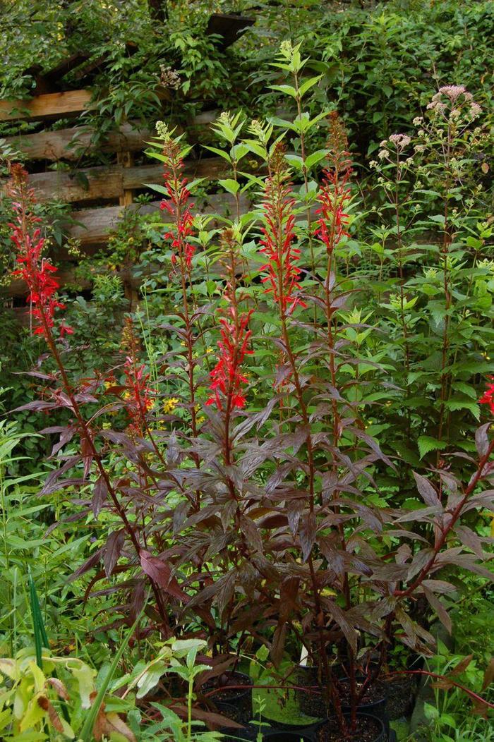 'Black Truffle' - Lobelia cardinalis from Milmont Greenhouses