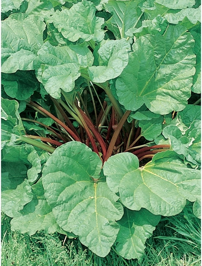 Victoria Rhubarb - Rheum rhabarbarum 'Victoria' (Rhubarb) from Milmont Greenhouses Victoria Rhubarb - Rheum rhabarbarum 'Victoria' (Rhubarb) from Milmont Greenhouses