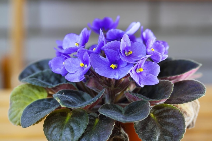 African Violet - Saintpaulia ionantha (African Violet) from Milmont Greenhouses