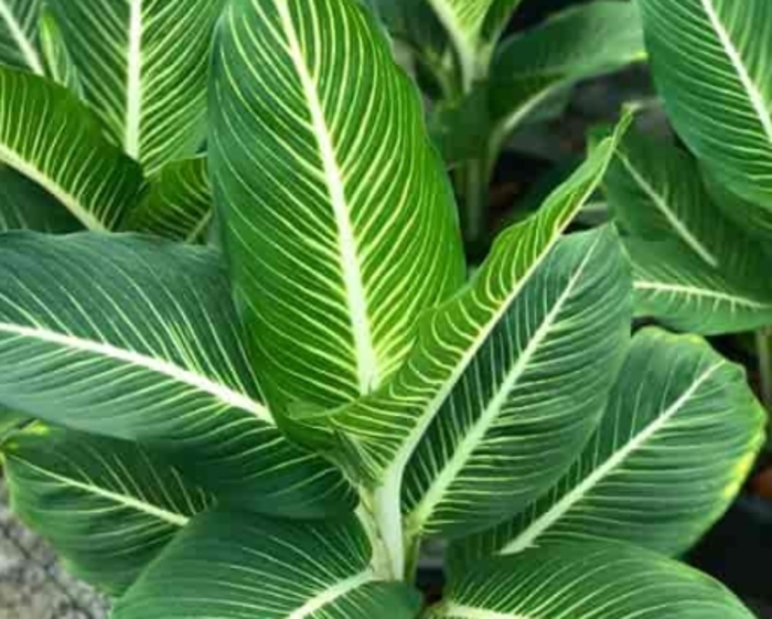 'Sterling' - Dieffenbachia seguine from Milmont Greenhouses