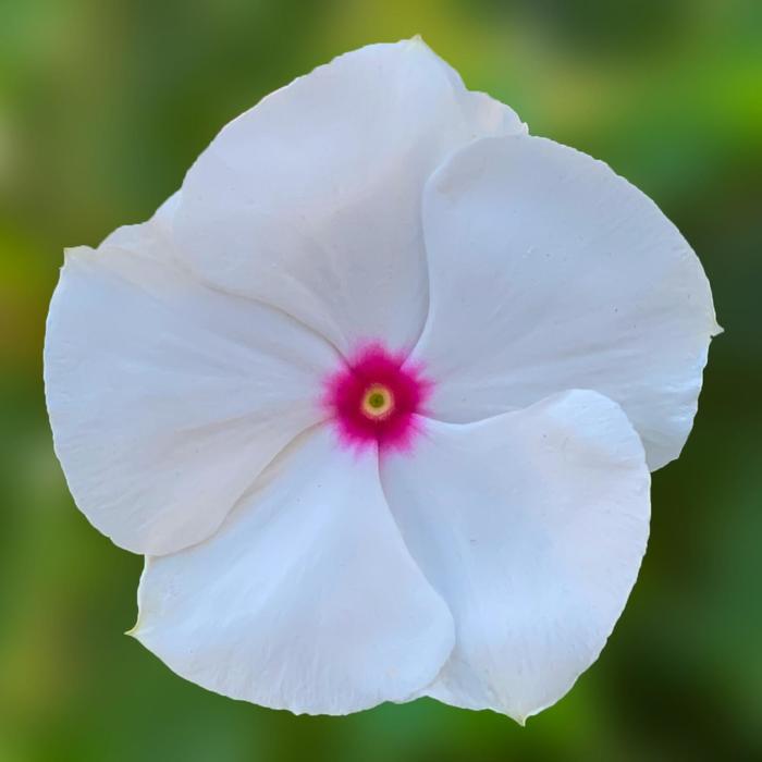 Cora&reg; Cascade XDR Polka Dot - Catharanthus roseus (Vinca) from Milmont Greenhouses