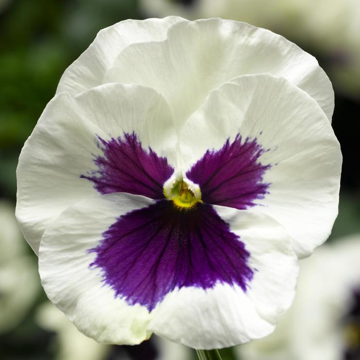 Delta&trade; Pro White with Blotch - Viola x wittrockiana (Pansy) from Milmont Greenhouses