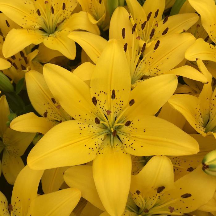 'Matrix Golden&reg;' Asiatic Lily - Lilium from Milmont Greenhouses