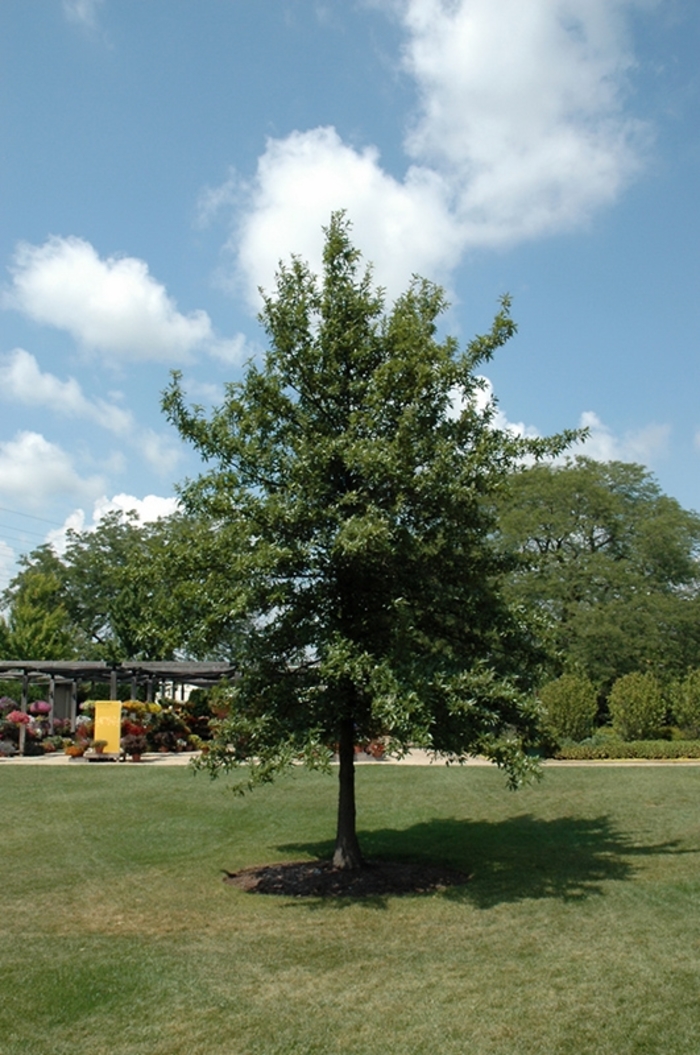 Shingle Oak - Quercus imbricaria from Milmont Greenhouses Shingle Oak - Quercus imbricaria from Milmont Greenhouses