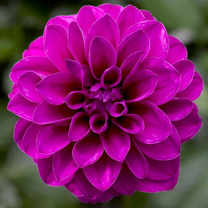 Grandalia™ Dark Rose - Dahlia from Milmont Greenhouses
