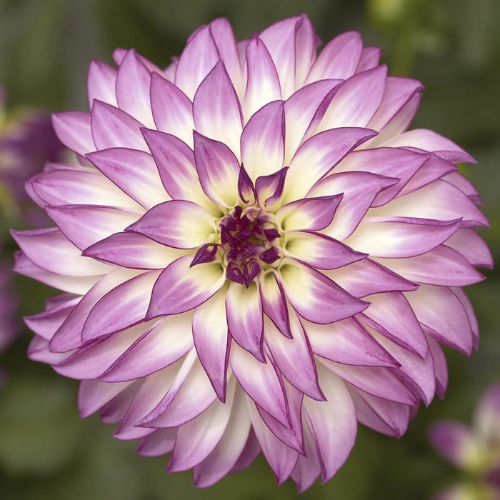 Grandalia™ Pink Ice - Dahlia from Milmont Greenhouses