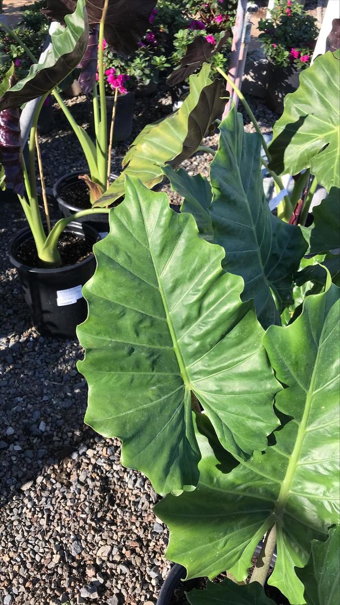 'Low Rider' Elephant Ear - Alocasia from Milmont Greenhouses
