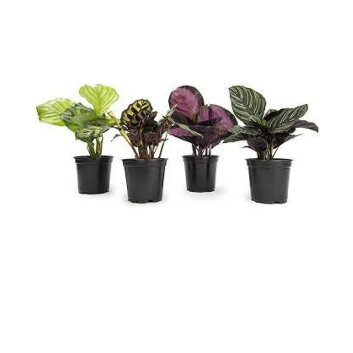 Assorted Prayer Plant - Calathea (Assorted Prayer Plant) from Milmont Greenhouses