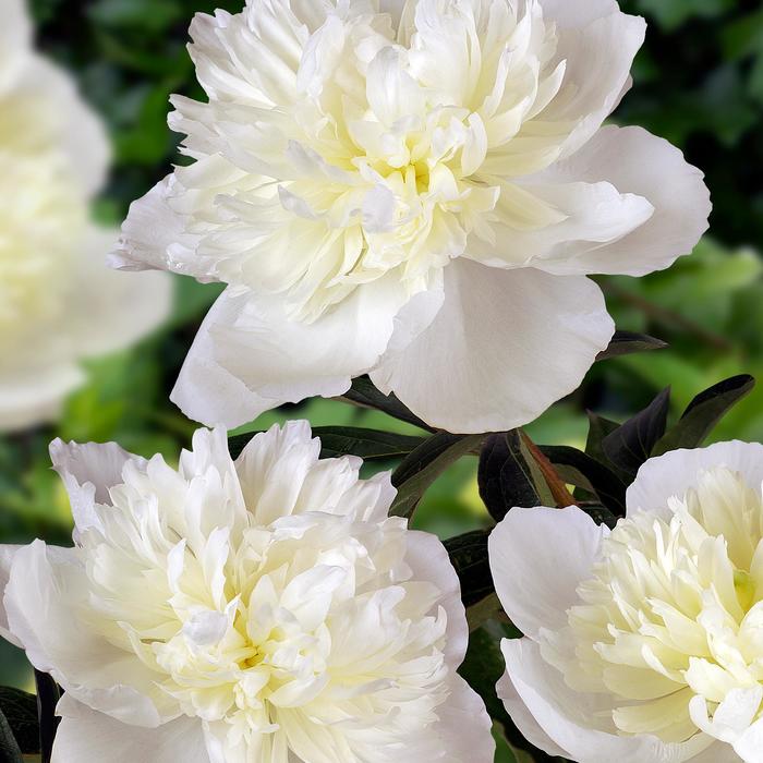 'Duchess de Nemours' Peony - Paeonia lactiflora from Milmont Greenhouses 'Duchess de Nemours' Peony - Paeonia lactiflora from Milmont Greenhouses