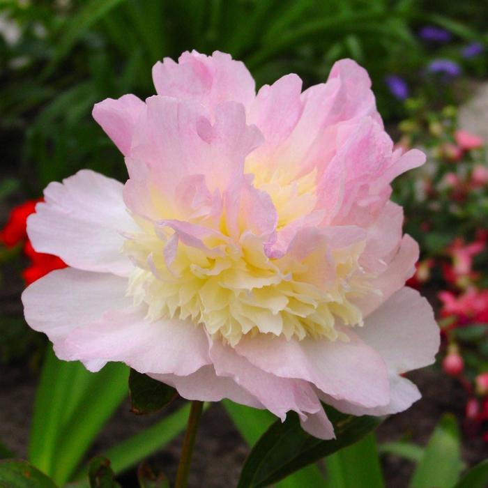'Raspberry Sundae' Peony - Paeonia from Milmont Greenhouses