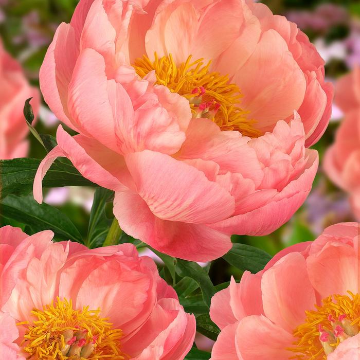 'Coral Charm' Peony - Paeonia lactiflora from Milmont Greenhouses