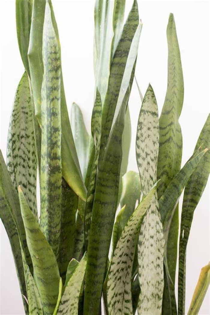 Silver Siam Snake Plant - Sansevieria sayuri from Milmont Greenhouses