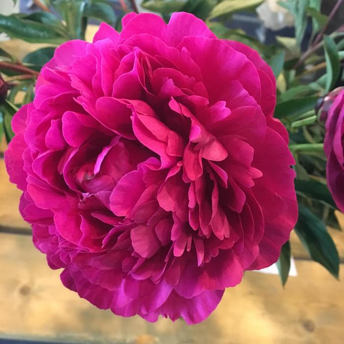 'Kansas' Peony - Paeonia lactiflora from Milmont Greenhouses